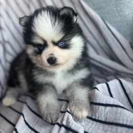Goofy - Red and white male Pomsky puppy in Mesa, Arizona from Platinum Pomskies