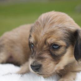 Rubbel - Cream male Dachshund puppy in Morrow, Ohio from Courtney’s Colorful Doxies