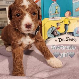 Gertrude - Dr Suess litter - Caramel red female Labradoodle puppy in Phelan, California from Family Doodles