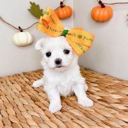 Dolly - White female Maltese puppy in Morehead, Kentucky from Paw Perfect Pets