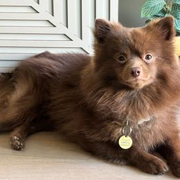 Coqui - Pomeranian