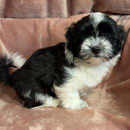 Paisley - Black and white female Havanese puppy in Maryville, Missouri from Dreamworks Havanese