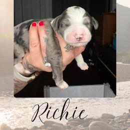 Richie - Blue merle male Bernedoodle puppy in Gales Ferry, Connecticut from Schweers Goldens and Doodles