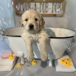 Golden Retriever Puppies from Suzy’s Golden Girls