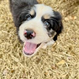 Assorted Doodle Crosses, Aussiedoodle, Australian Mountain Doodle, and Miniature Australian Shepherd Puppies from Aspen Mountain Doodles LLC