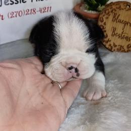 Oliver - Black and white male Boston Terrier puppy in Canmer, Kentucky from Hiser's Bluegrass Bostons