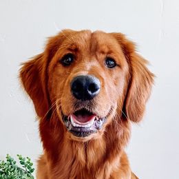 Juniper - Golden Retriever
