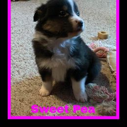 Australian Shepherd and Mastiff Puppies from Aussome Pups at Alexander Farm