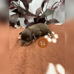Lightning - Liver female Miniature Schnauzer puppy in Phoenix, Arizona from Sabrina's Miniature Schnauzers