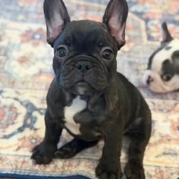 Goldie - Brindle female French Bulldog puppy in San Diego, California from California Dream Frenchies