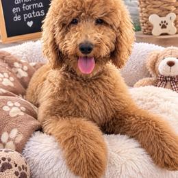 Dana - Red  female Goldendoodle puppy in Naples, Florida from Goldendoodles Of Naples,INC