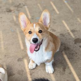 Oak - Red male Pembroke Welsh Corgi puppy in Columbia, Tennessee from Wiggle B Ranch Corgis