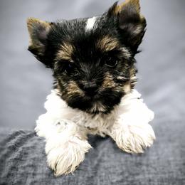 Yorkshire Terrier Puppies from Pixieland Yorkshire Terriers