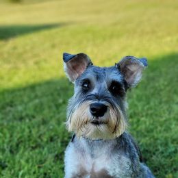 Walter - Miniature Schnauzer