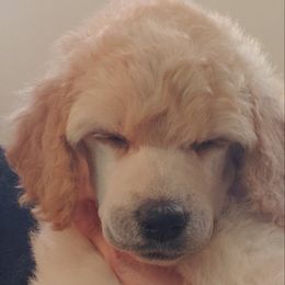 Poodle Puppies from Perigueux Poodles