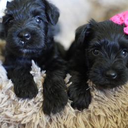 Onyx - Black female Miniature Schnauzer puppy in Snowflake / Phoenix, Arizona from Snowflake Schnauzers