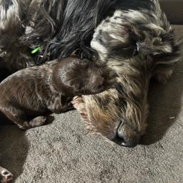 Pistachio - Chocolate male Labradoodle puppy in Somerset, California from Annie’s Animals