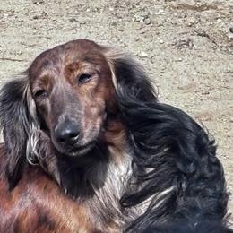 Winnie - Brindle female Dachshund puppy in Argos, Indiana from TKO Doxies