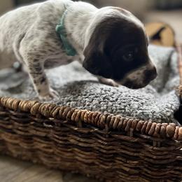 German Shorthaired Pointer Puppies from Bequest German Shorthaired Pointers