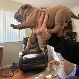 Chinese Shar-Pei Puppies from Morgan's Chinese Shar-Pei
