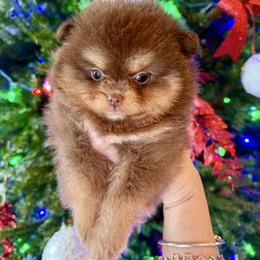 Kelly - Chocolate and tan female Pomeranian puppy in Kilgore, Texas from 5 Star Poms