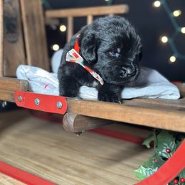 Aries - Black male Newfoundland puppy in Tully, New York from Bear Paw Newfoundlands