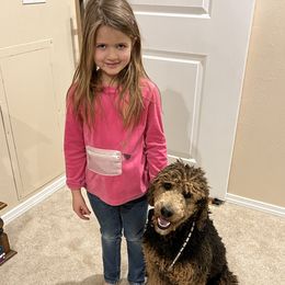 Valentine - Poodle