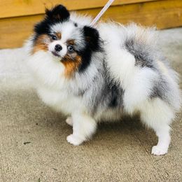 Indigo - Pomeranian