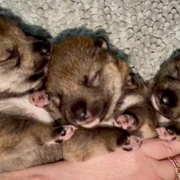Sesame F1 - Sesame female Shiba Inu puppy in Clewiston, Florida from Animal Farm Shiba Inus & Mameshibas