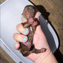 Cupcake - Liver female Yorkshire Terrier puppy in London, Kentucky from Soto Yorkies