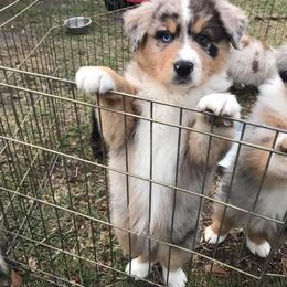 Australian Shepherd Puppies from Soggy Bottom Farms