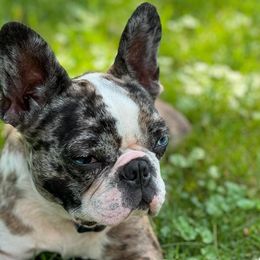 Companion Crosses from Bailey Family Frenchies