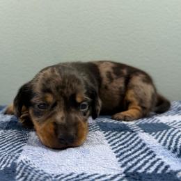 Timber - Dapple male Dachshund puppy in Live Oak, Florida from Johnson’s Weiner Farm