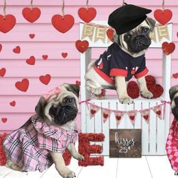 Bulldog and Pug Puppies from Love that bulldog lewter family