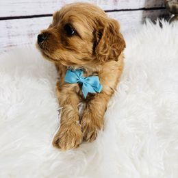 Noble - Red male Cavapoo puppy in Nixa, Missouri from Davis Family Doodles