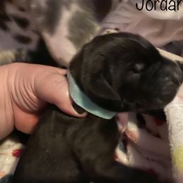Girl 3 - Great Dane puppy in Lawrenceburg, Indiana from Jordan Giants