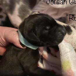 Girl 3 - Great Dane puppy in Lawrenceburg, Indiana from Jordan Giants