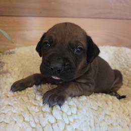 Truit - Rd whtn blk nose male Rhodesian Ridgeback puppy in Gaffney, South Carolina from Circle D Farms