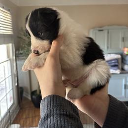 Girl 2 - Black and white female Border Collie puppy in Jonesboro, Arkansas from Hampton Border Collies