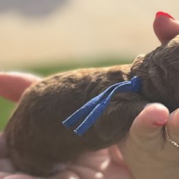 Goldendoodles from Ashlee Shelley