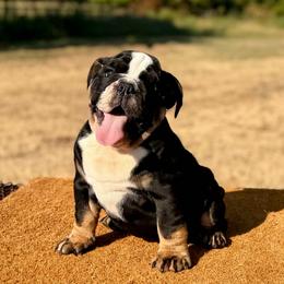 Charlie - Black tri-color male Bulldog puppy in Hartshorne, Oklahoma from Jena Edmond