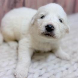 Gary - Gray Collar - White male Great Pyrenees puppy in San Marcos, California from Faith Family Freedom Farm