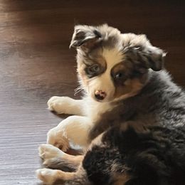 Girl 5 - Blue merle Miniature Australian Shepherd puppy in Corydon, Indiana from Arbuckle’s Lookin Good Aussies (LGA)