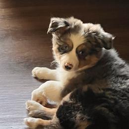 Girl 5 - Blue merle Miniature Australian Shepherd puppy in Corydon, Indiana from Arbuckle’s Lookin Good Aussies (LGA)