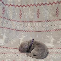 Dancer - Silver female Dilute Retriever puppy in New Providence, Pennsylvania from Southernend Silvers