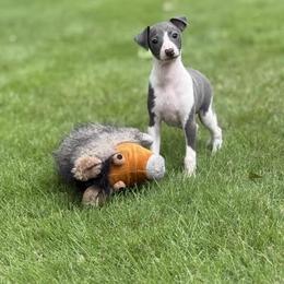 Boy 1 - Blue male Italian Greyhound puppy in Sugar Valley, Georgia from Pinnacle Farm and Kennel