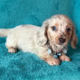 Buck - Dapple male Dachshund puppy in Lincoln, Arkansas from Red Dirt Dachshunds