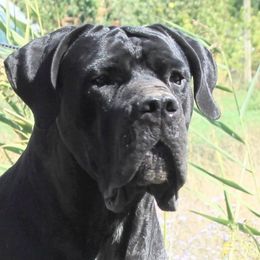Theodore - Cane Corso