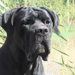 Theodore - Cane Corso
