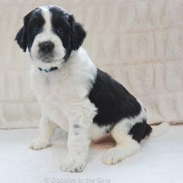 Cedar - Parti male Goldendoodle puppy in Lancaster, Pennsylvania from Doodles in the Skye